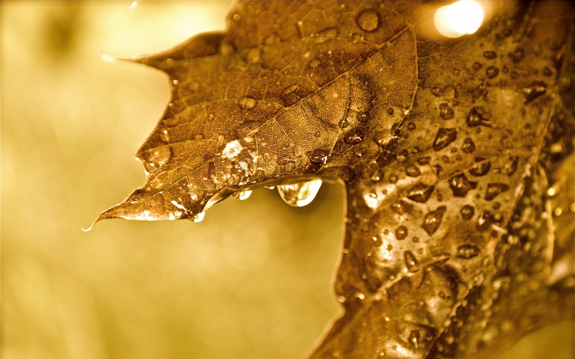 herbst natur herbst regen weihnachten schließen gold wasser leuchten nass winter licht textur desktop herbst