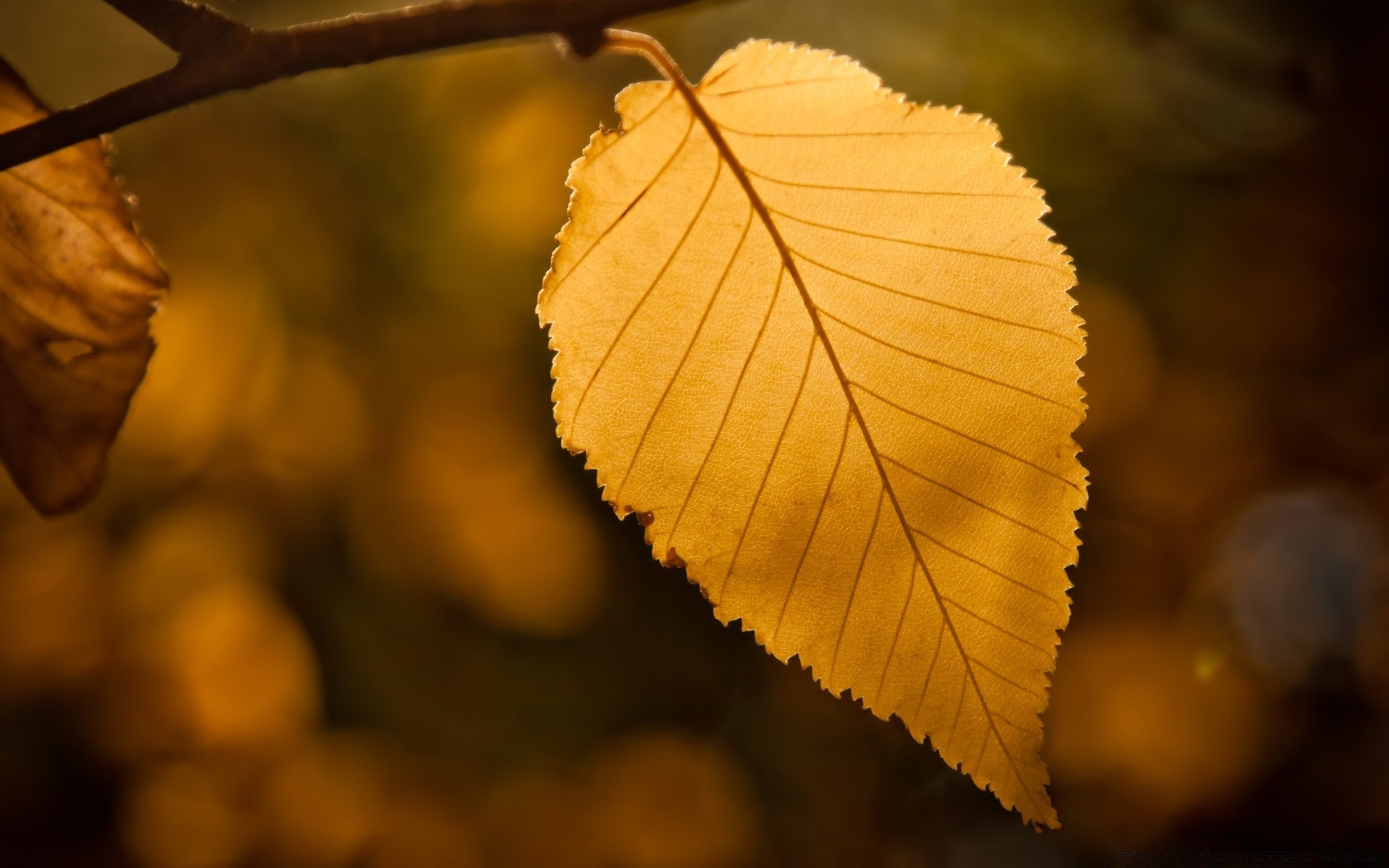 herbst blatt herbst natur holz im freien holz licht wachstum flora filiale