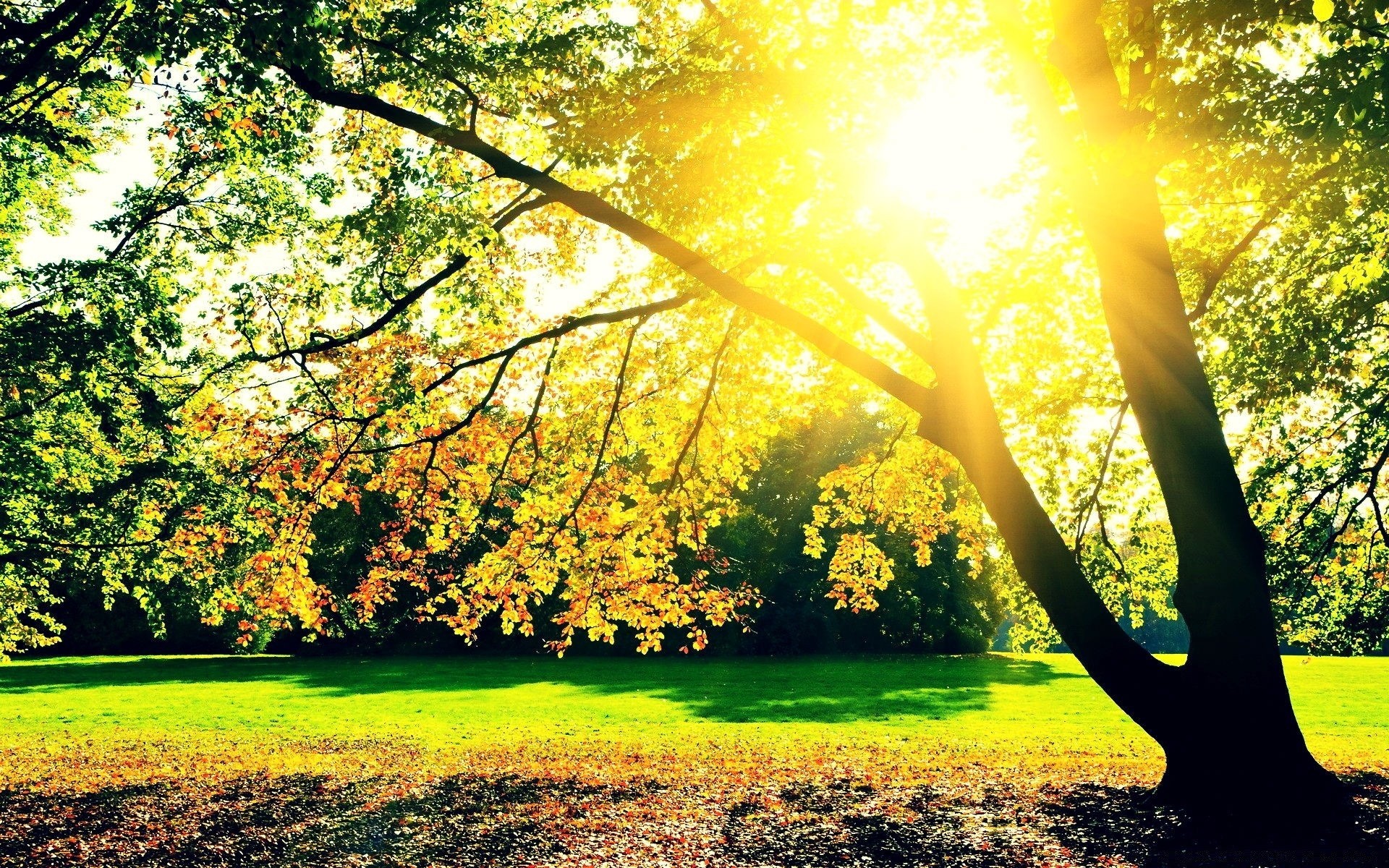 autumn tree wood nature leaf park season sun fair weather landscape fall bright dawn scenery grass rural summer countryside scenic outdoors scene