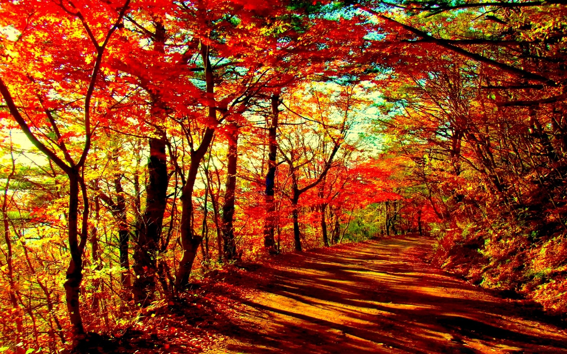 otoño otoño hoja madera arce árbol naturaleza temporada paisaje parque paisaje escénico brillante al aire libre