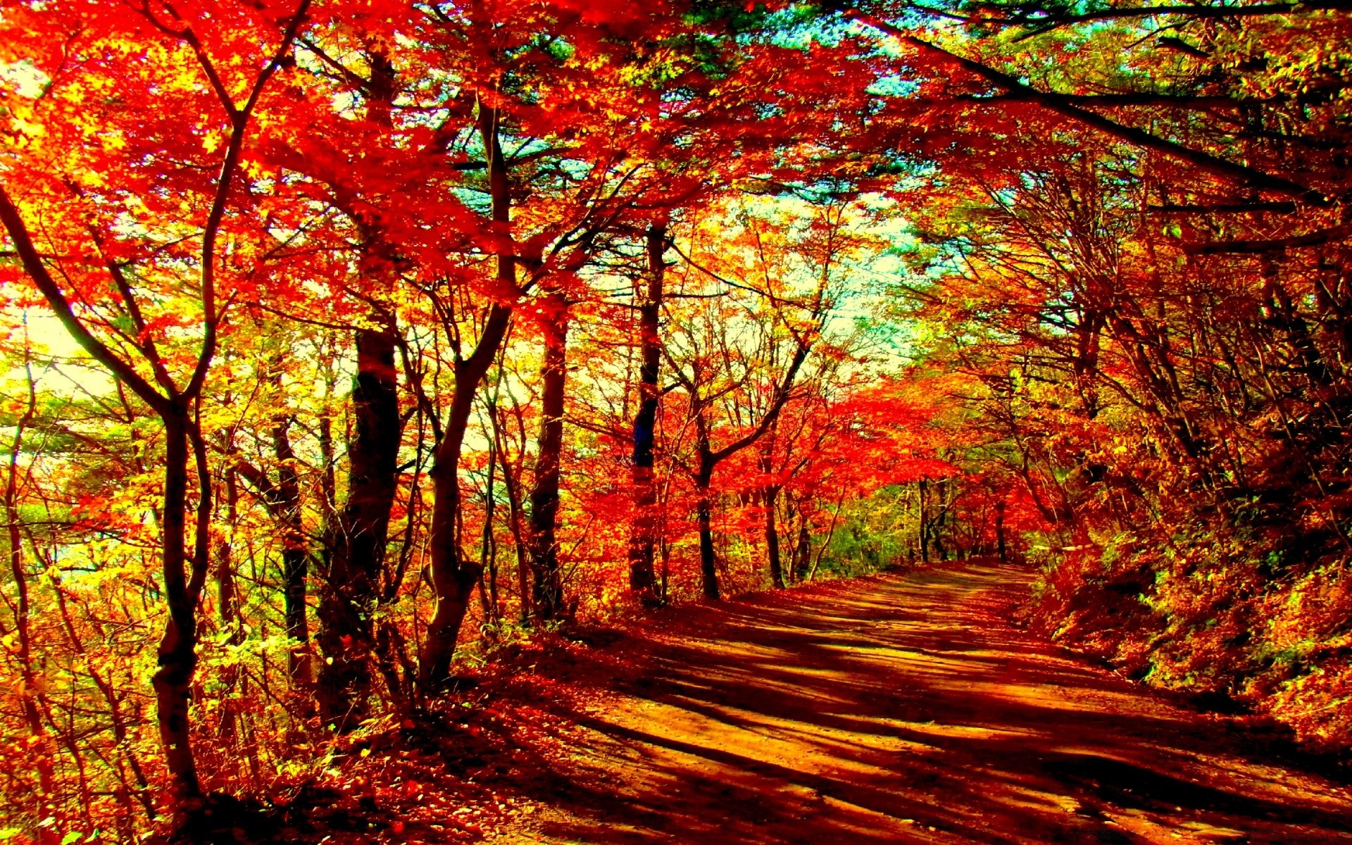 осень осень лист древесины кленовый дерево природа сезон пейзаж парк пейзажи живописный яркий на открытом воздухе