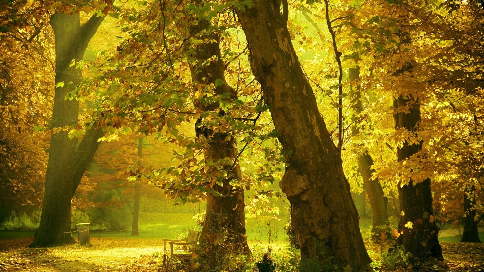 autunno autunno foglia albero legno natura all aperto bel tempo parco paesaggio lussureggiante scenico acero luce del giorno alba sole illuminato luminoso stagione nebbia