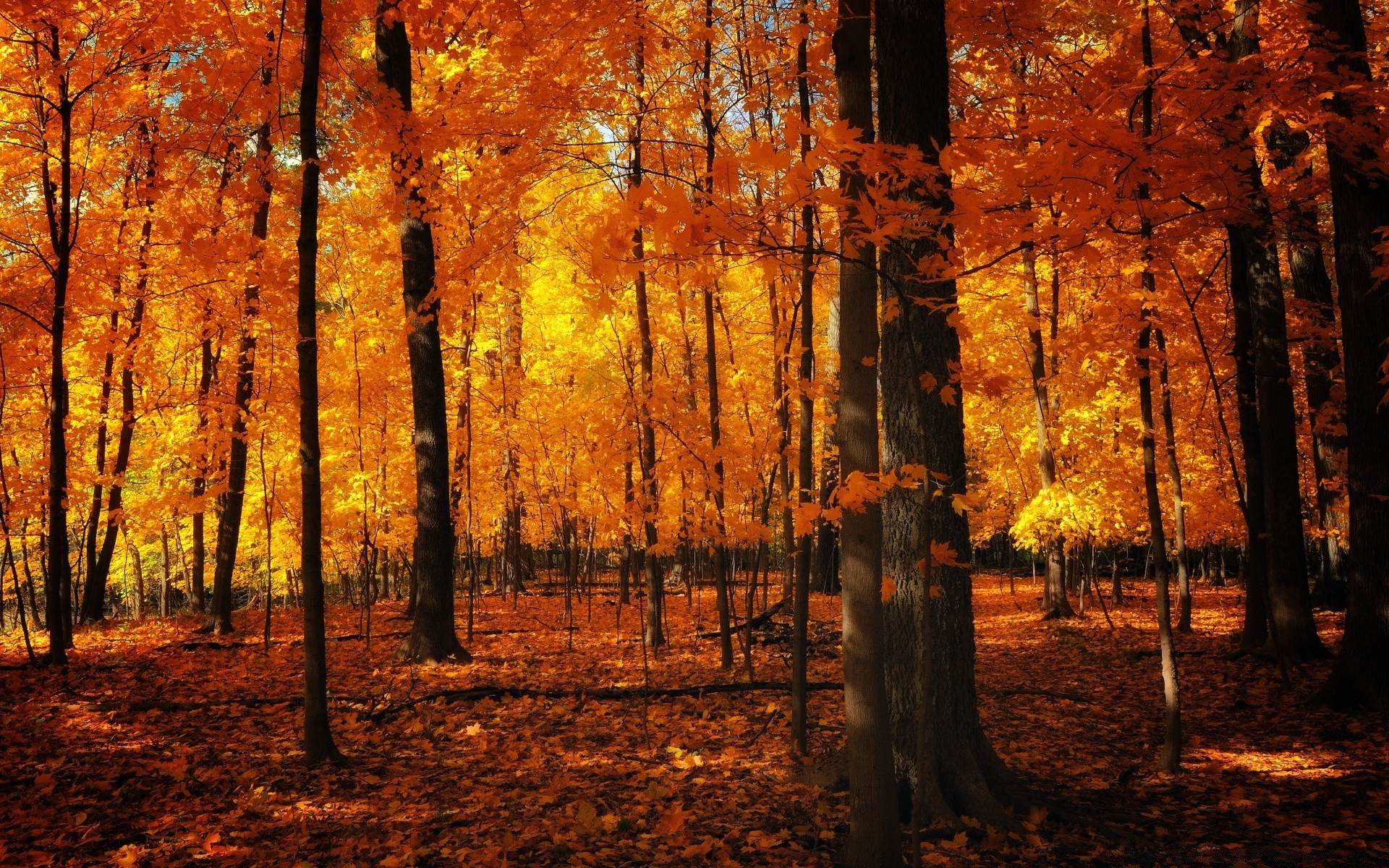 autumn fall wood tree leaf park nature landscape dawn outdoors scenic fair weather light