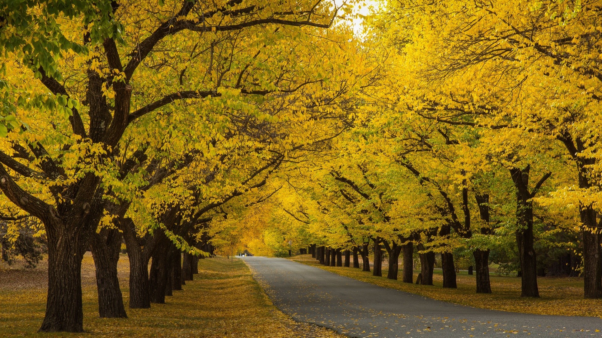 herbst herbst holz holz landschaft straße blatt park ahorn landschaftlich guide saison zweig natur gasse im freien landschaft gold gasse landschaft