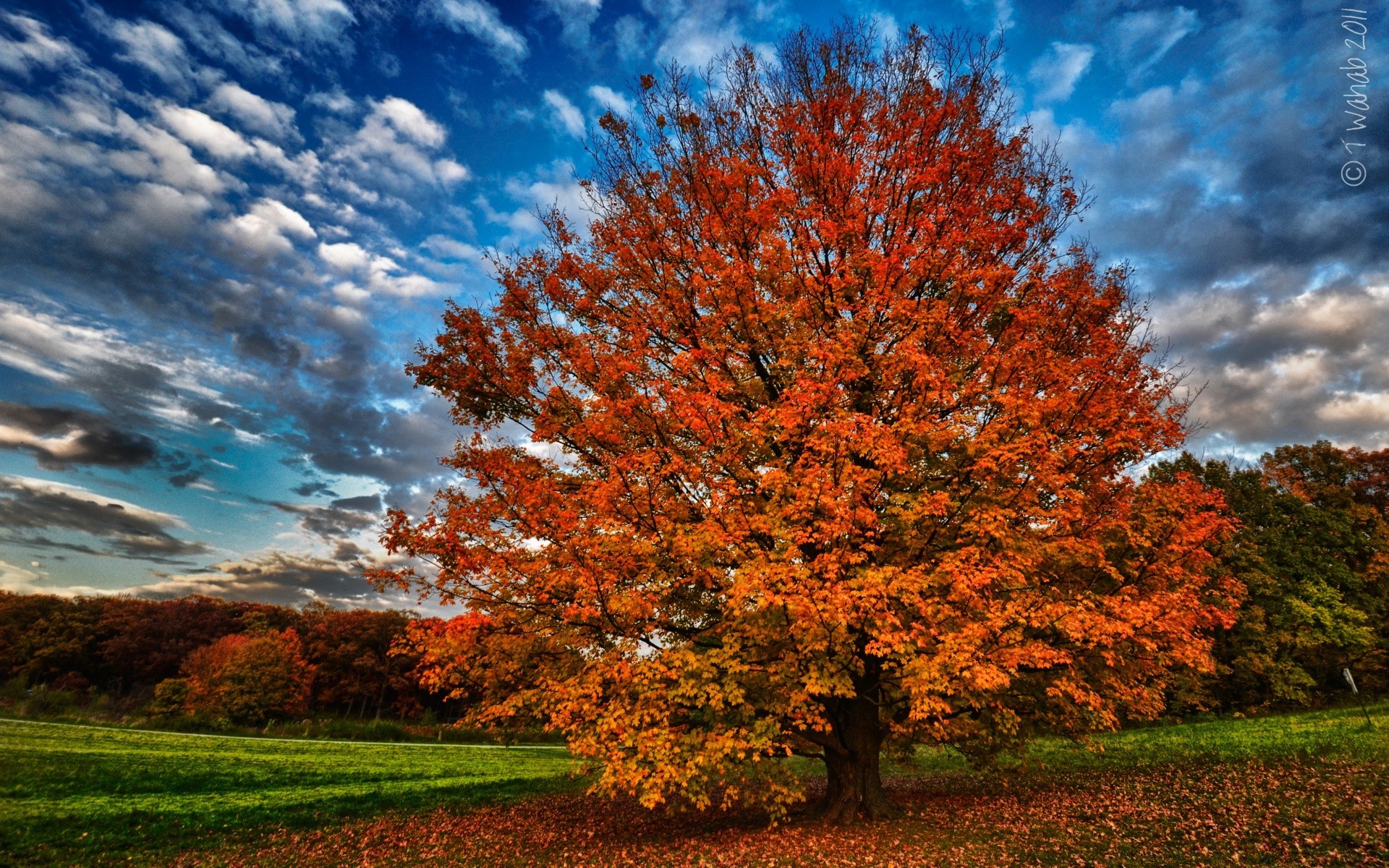 autumn fall tree landscape leaf season nature park countryside rural bright wood scenic outdoors scene sun fair weather maple color scenery