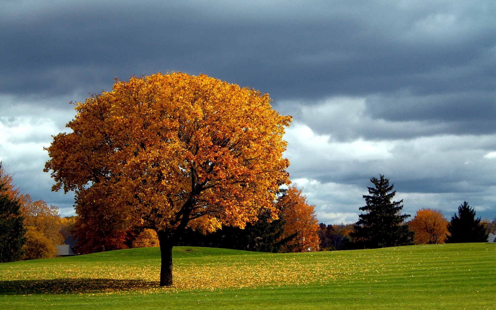 herbst baum herbst landschaft blatt gras natur landschaft ländlichen im freien park hell gutes wetter dämmerung sonne holz saison landschaftlich