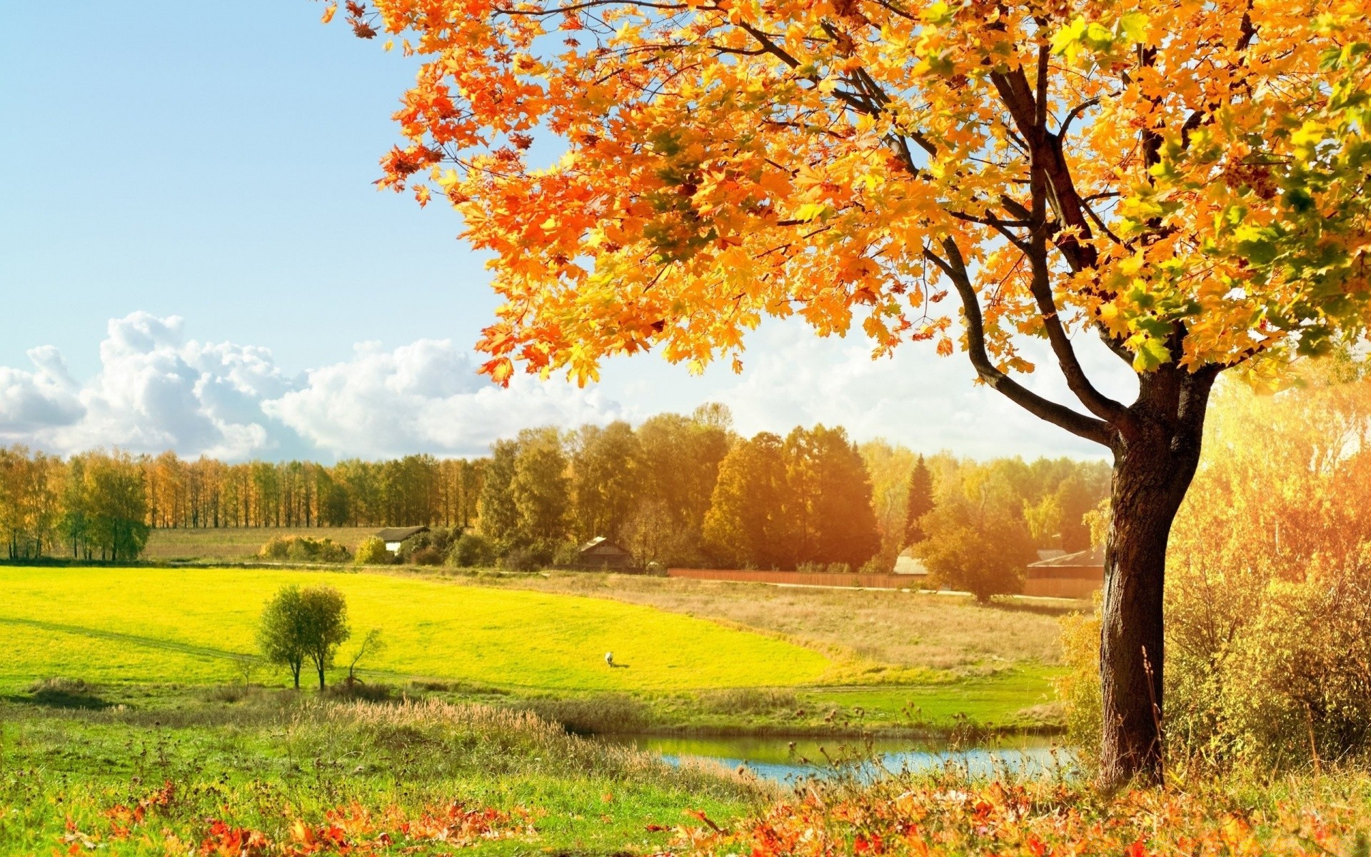 automne automne arbre feuille paysage nature scénique saison rural extérieur bois campagne parc scène beau temps paysage lumière du jour érable lumineux herbe