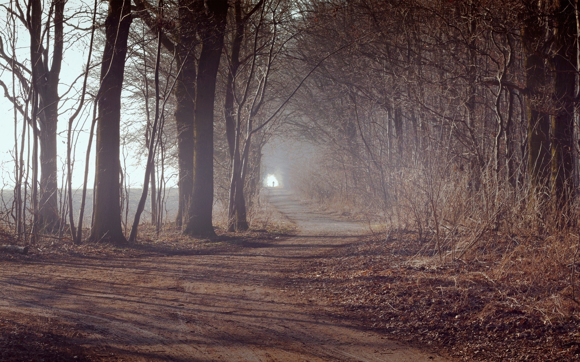 autumn tree landscape wood fog nature fall dawn light park environment winter mist road outdoors weather fair weather