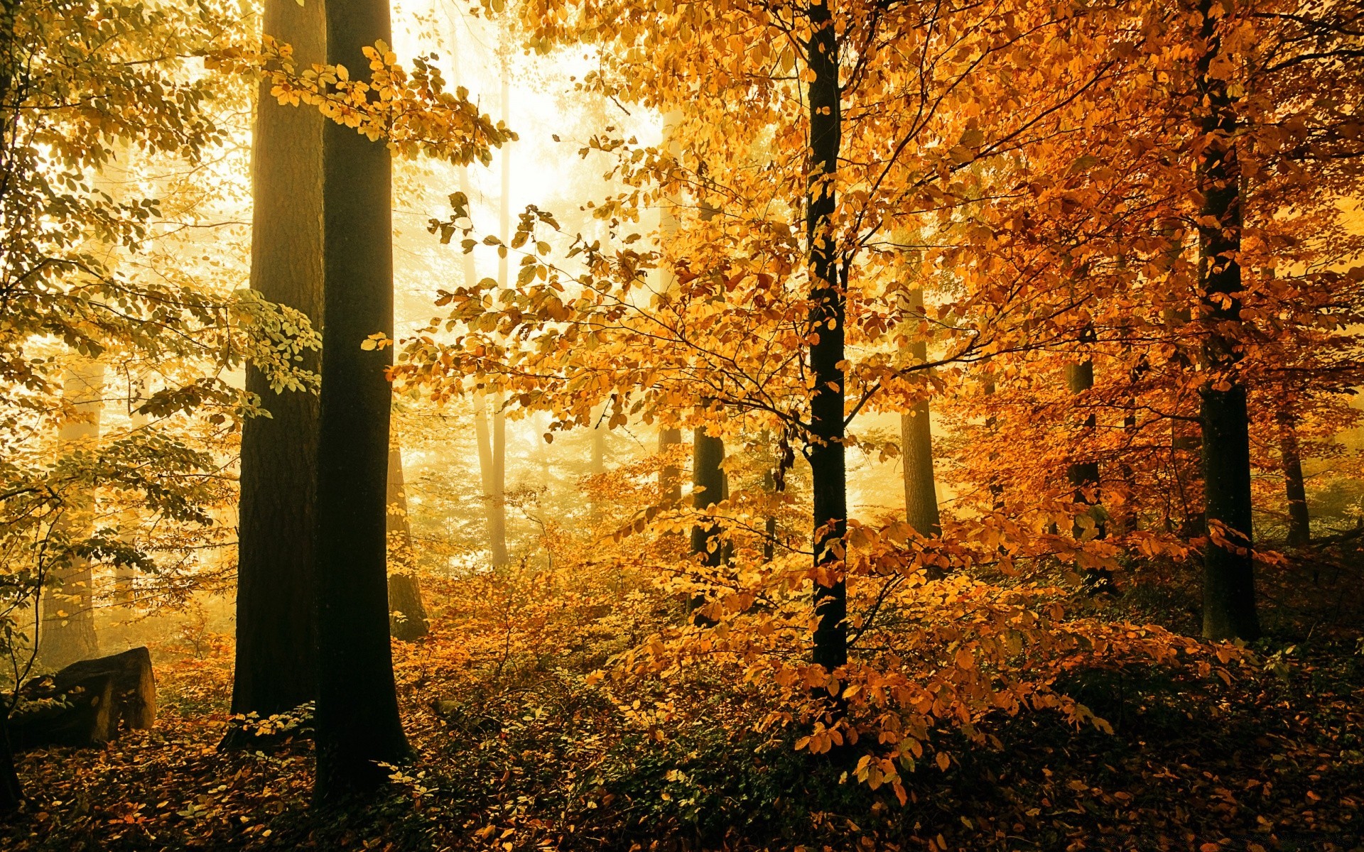 herbst herbst blatt holz holz park dämmerung landschaft natur nebel nebel licht im freien