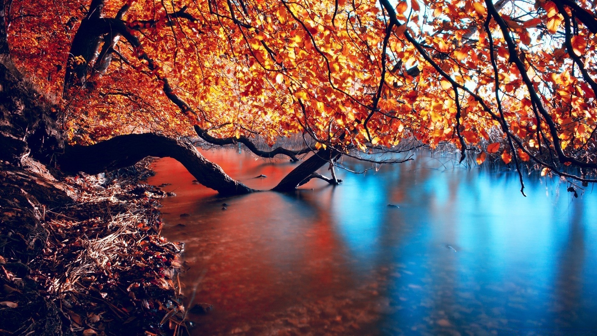 automne automne arbre feuille eau nature saison bois à l extérieur paysage réflexion lumière soir scénique aube voyage érable