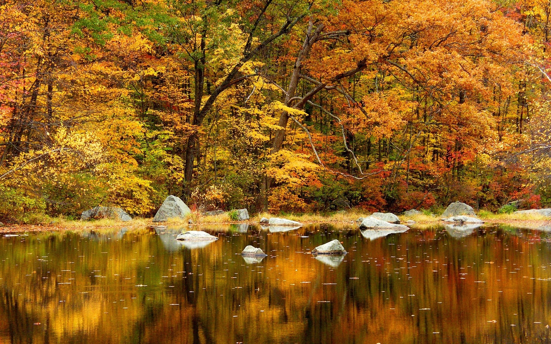 herbst herbst blatt holz natur holz wasser landschaft see ahorn im freien landschaftlich fluss saison reflexion park landschaft umwelt