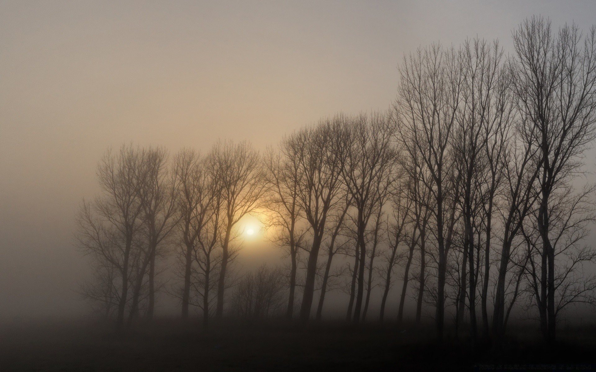 autumn fog dawn landscape mist winter sun tree sunset light weather snow nature silhouette fall backlit cold evening sky fair weather wood