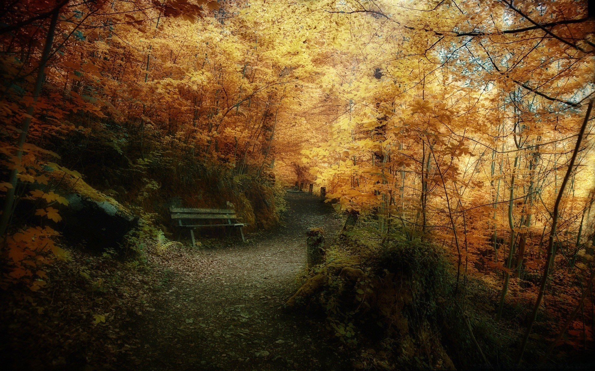 otoño otoño árbol paisaje madera luz naturaleza parque