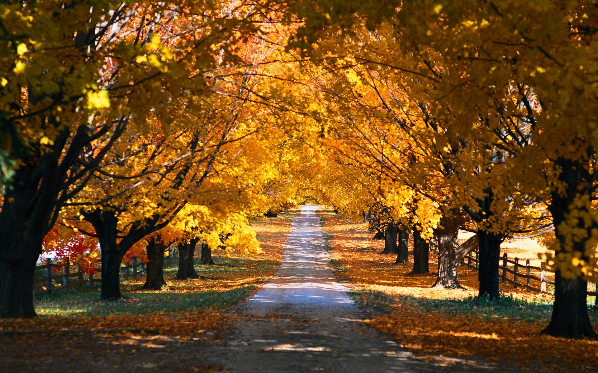 otoño otoño árbol hoja paisaje parque carretera arce escénico guía callejón temporada madera rama oro al aire libre avenida naturaleza sendero amanecer