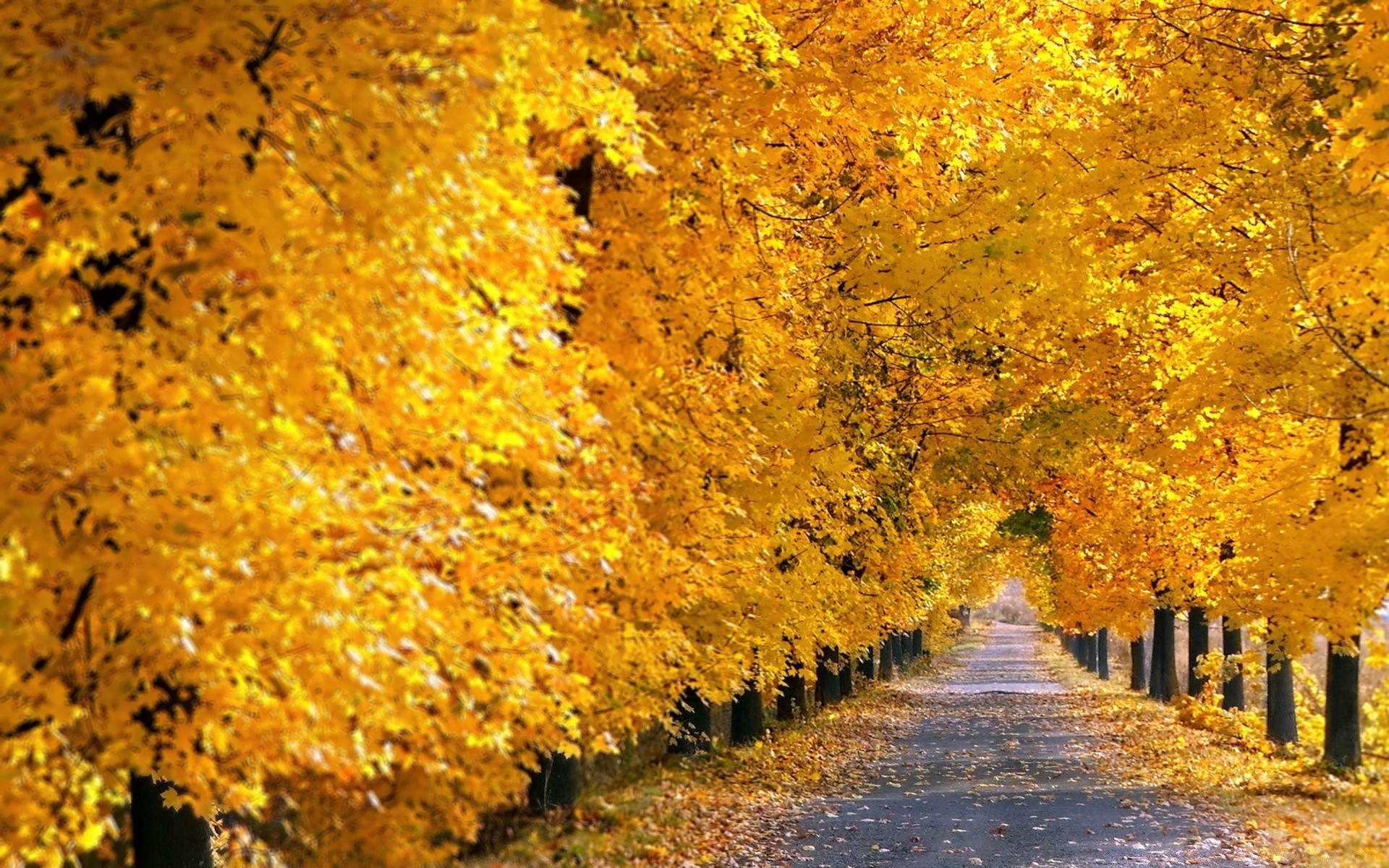 autumn fall leaf maple season tree nature gold wood park outdoors road landscape guidance bright