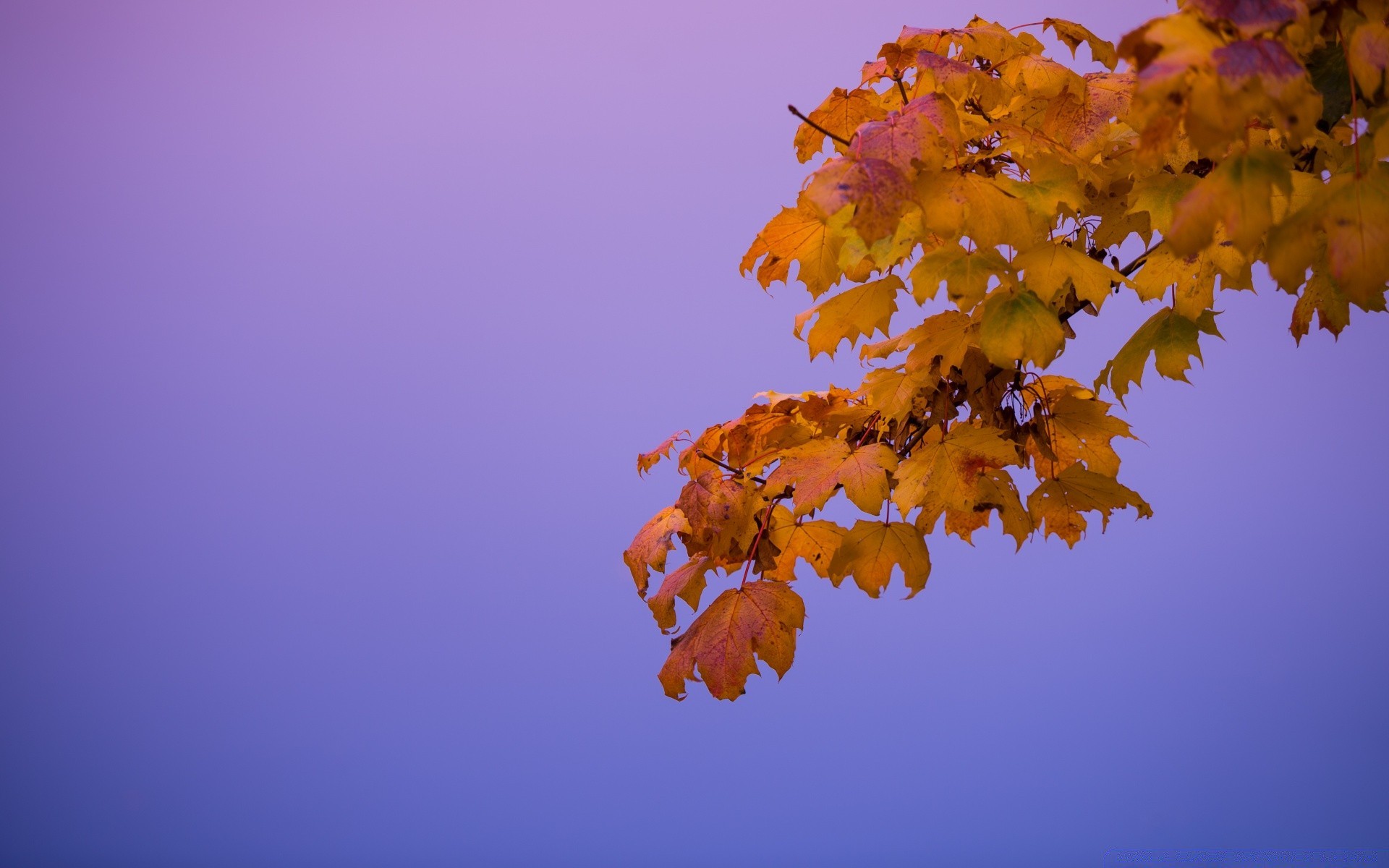 automne automne feuille nature lumineux à l extérieur arbre beau temps couleur