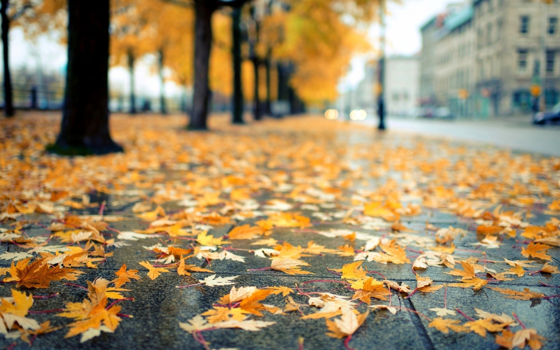 autunno autunno foglia acero all aperto natura albero legno parco stagione cambiamento luce del giorno terra bel tempo ambiente oro