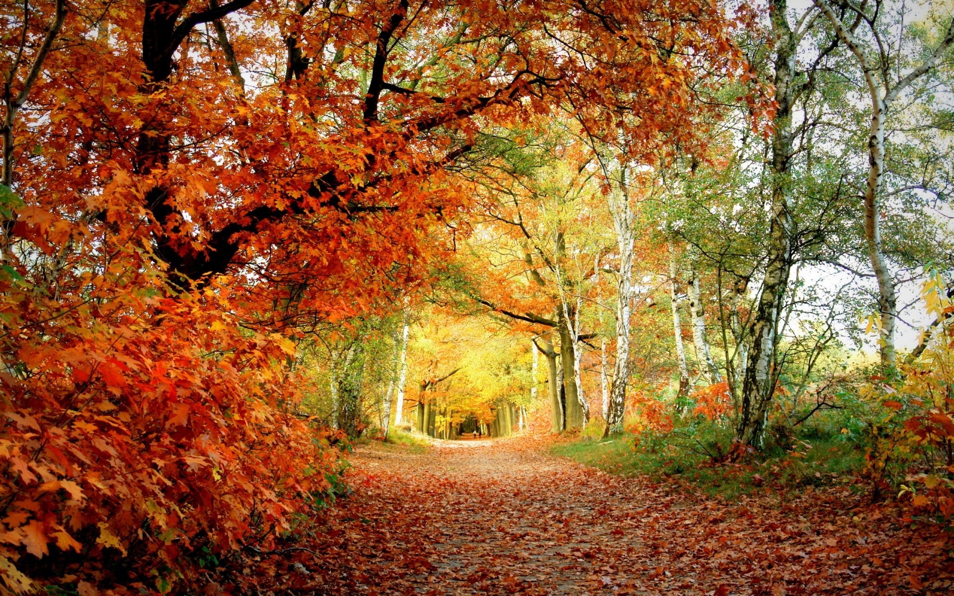 jesień jesień liść drzewo klon natura sezon drewno park krajobraz na zewnątrz jasny sceniczny dobra pogoda środowisko krajobrazy oddział bujne złoto świt