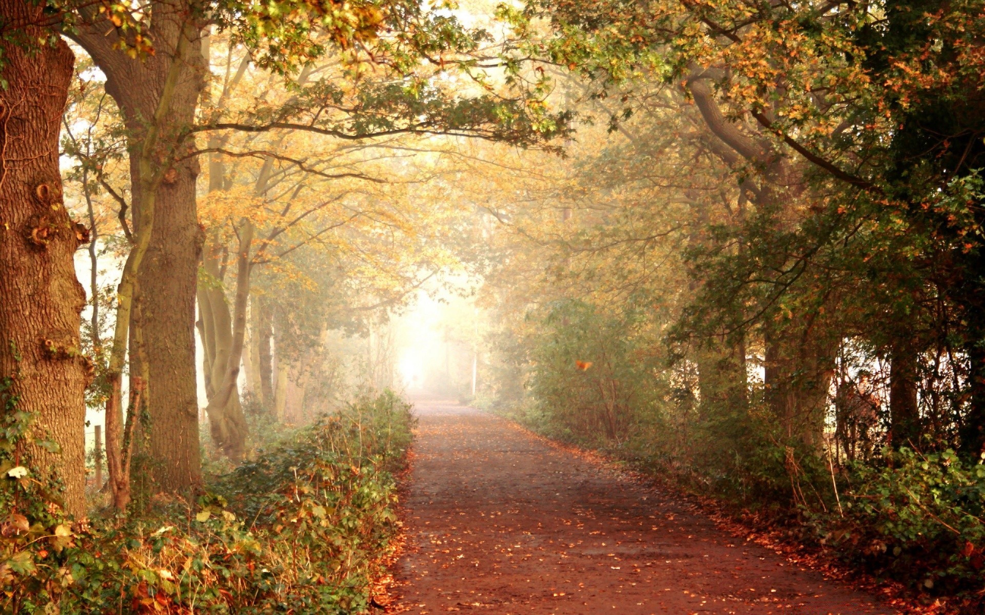 outono outono árvore folha madeira paisagem estrada natureza parque ao ar livre guia beco névoa névoa ramo caminho campo amanhecer temporada ambiente