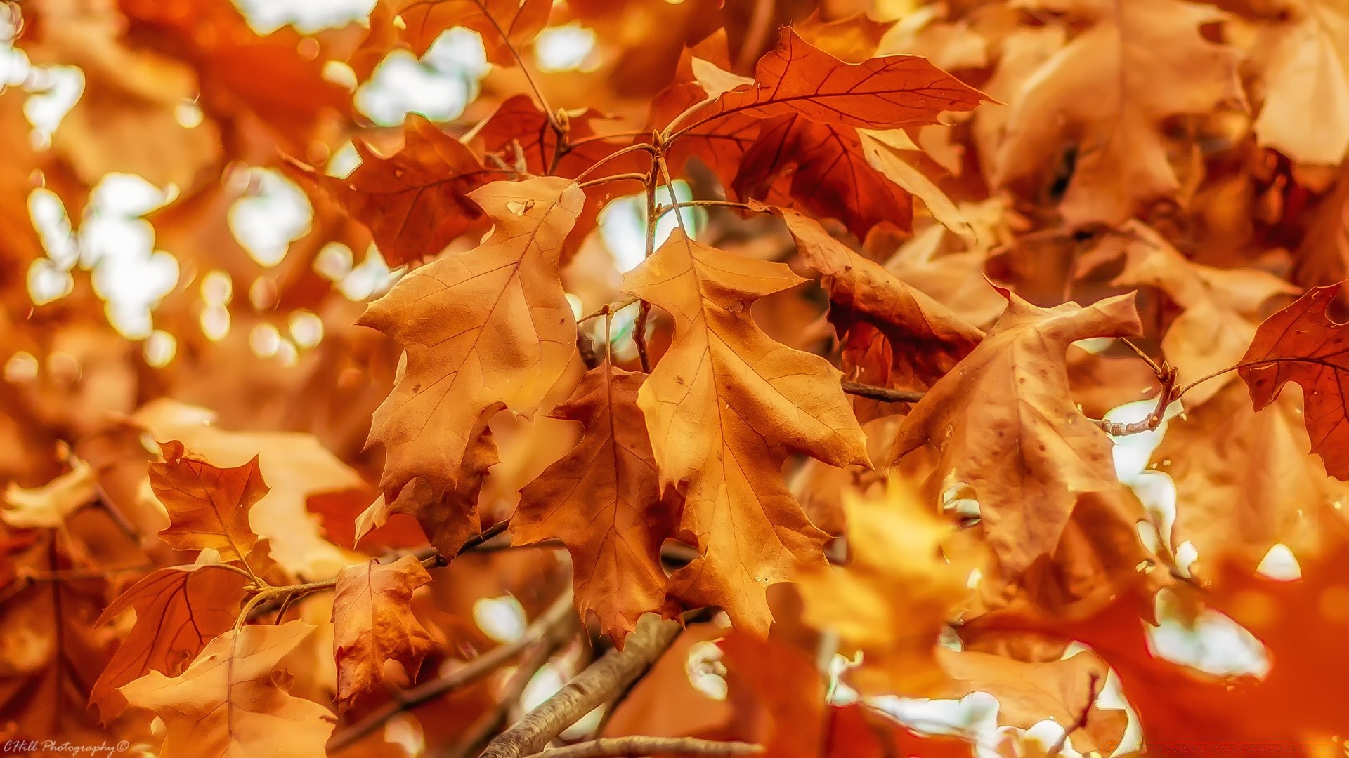 autumn fall season leaf gold nature maple tree color desktop bright decoration christmas winter light beautiful