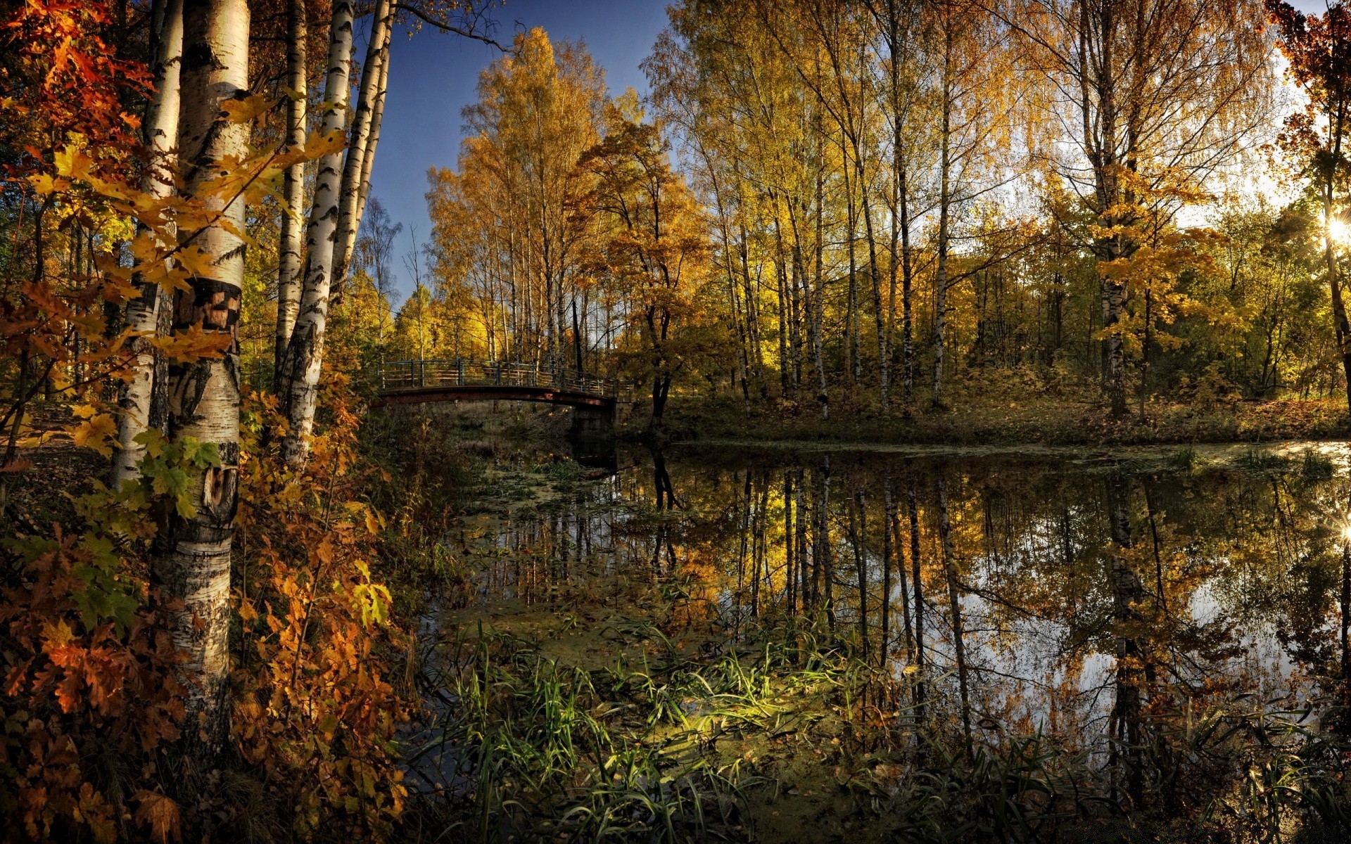 automne automne feuille bois arbre nature paysage saison parc en plein air érable eau scénique réflexion or environnement beau temps rivière branche lac