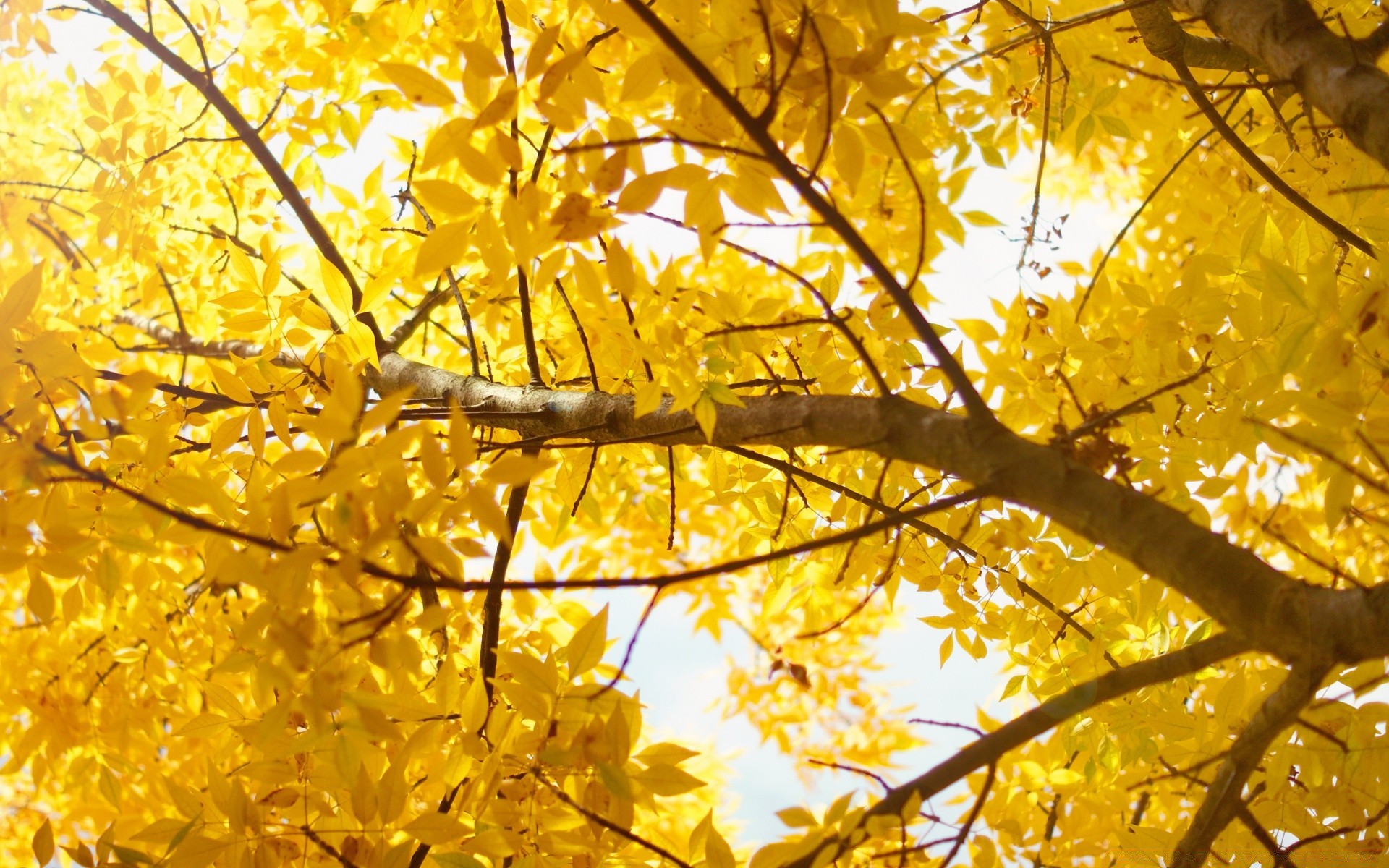 природа листья осень деревья без смс