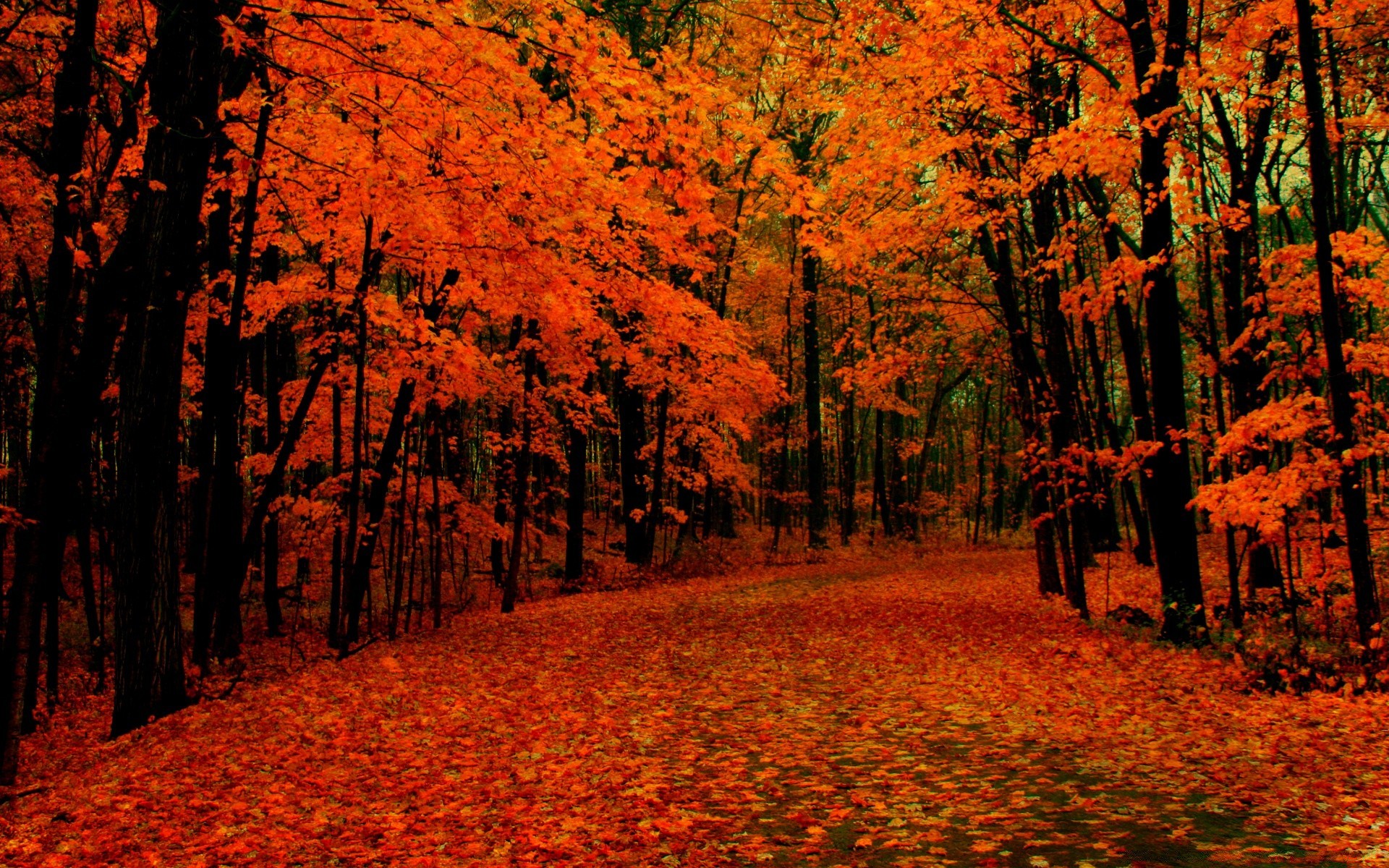 otoño otoño hoja arce árbol paisaje madera parque escénico naturaleza temporada oro al aire libre medio ambiente luz del día