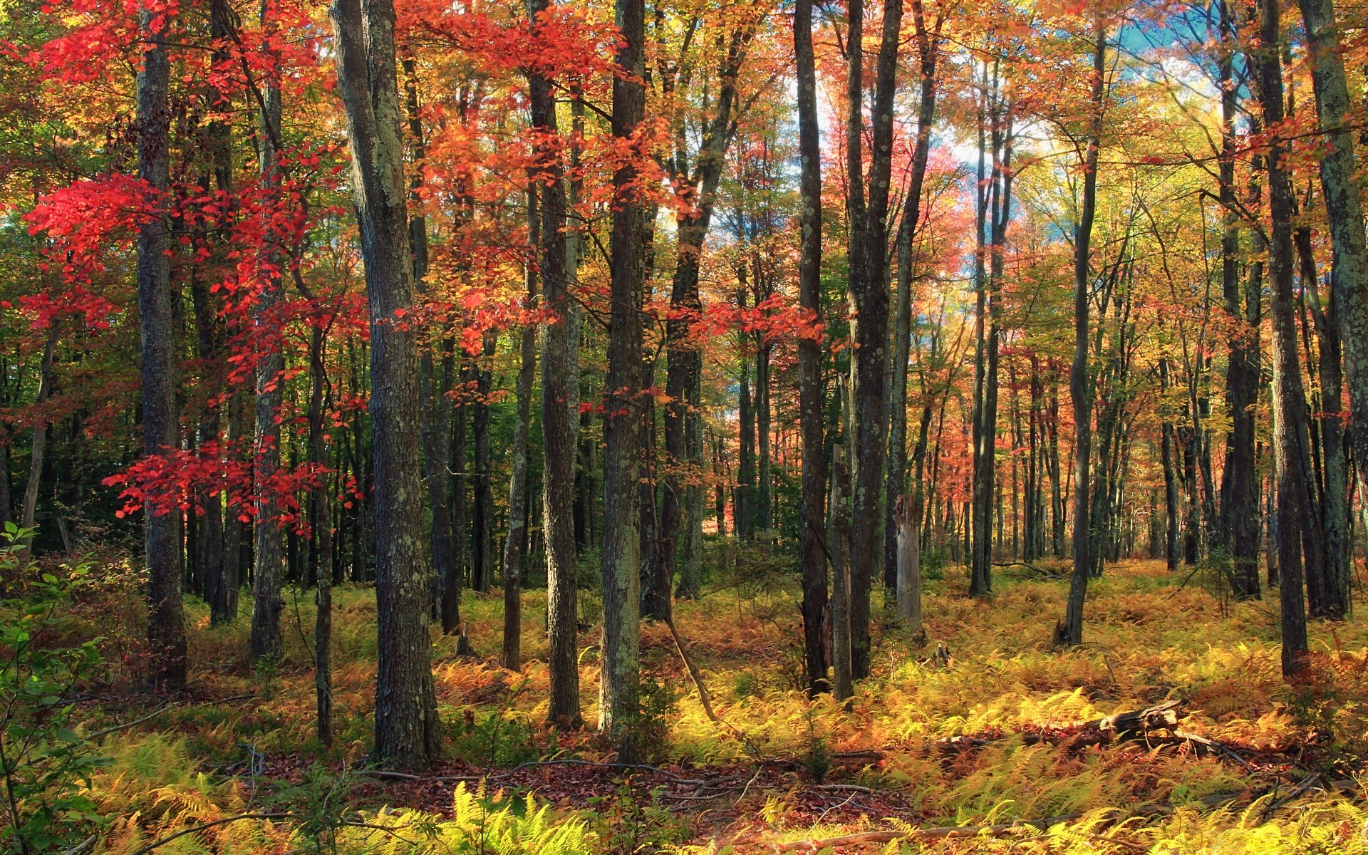 herbst herbst holz holz blatt landschaft natur park ahorn saison landschaftlich umwelt landschaft gutes wetter im freien üppig hell gold dämmerung zweig