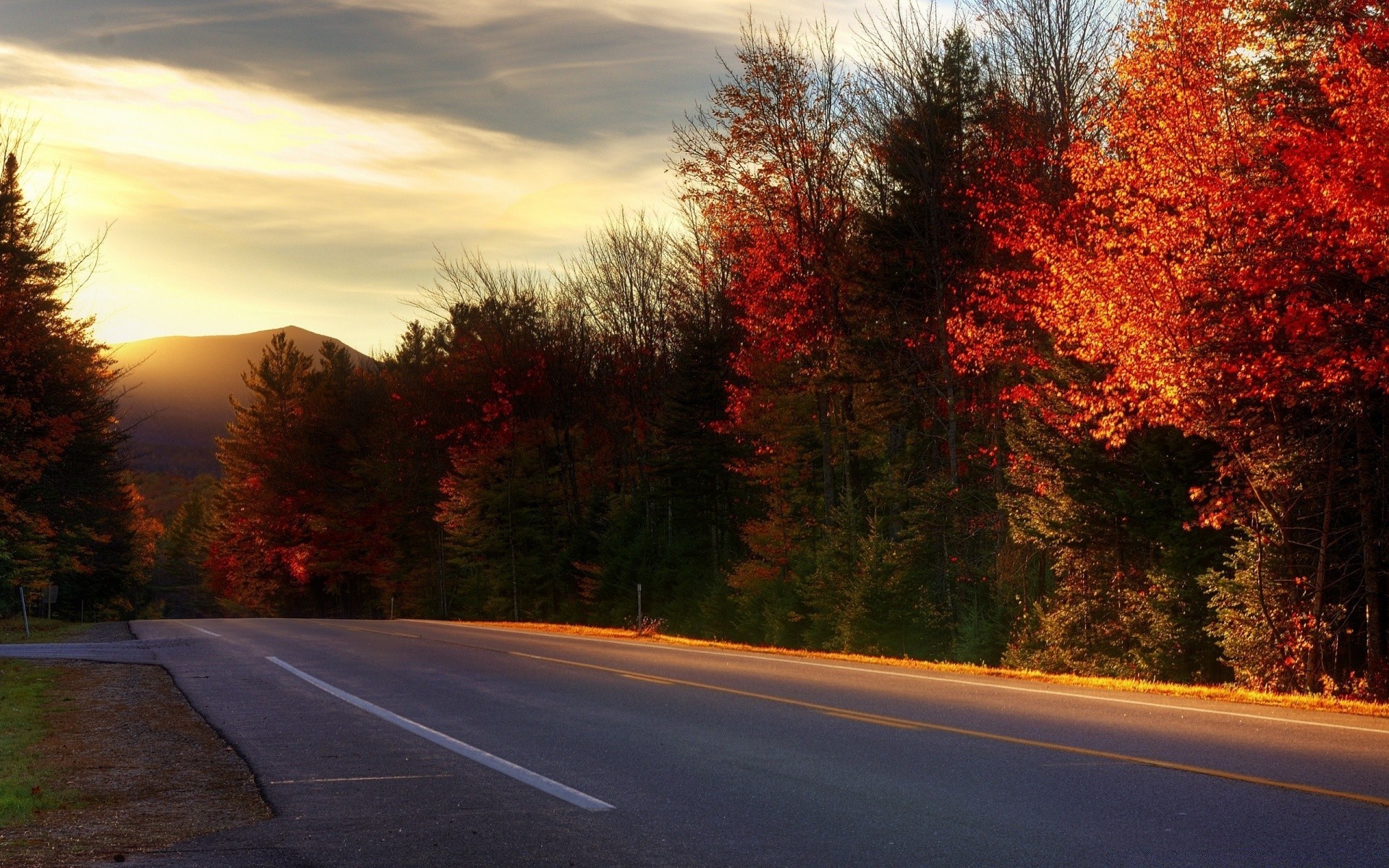 autunno strada albero autunno paesaggio all aperto guida asfalto autostrada alba