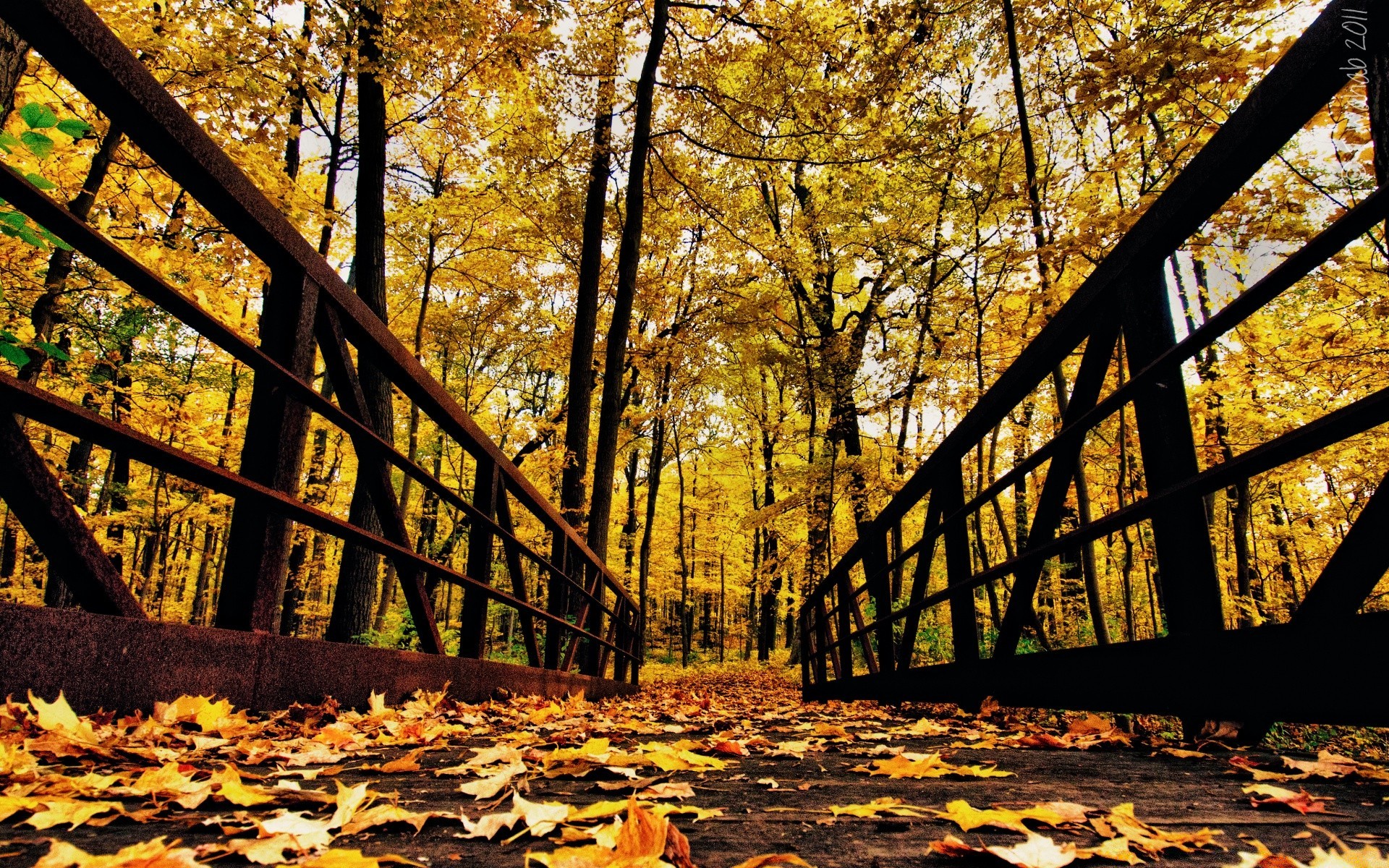 autumn fall wood leaf tree nature landscape park season light outdoors bridge environment color