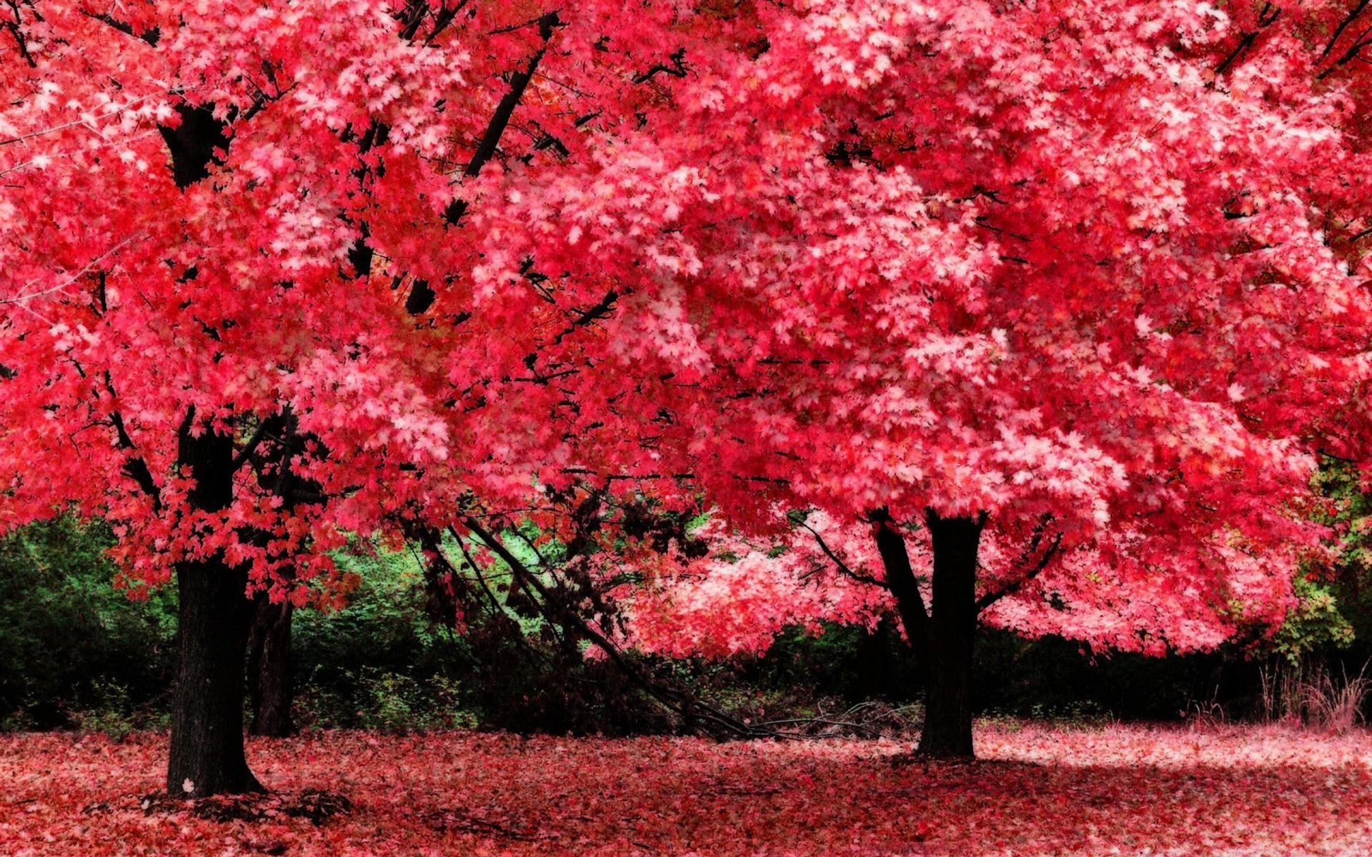 autunno natura albero foglia stagione all aperto parco flora autunno giardino ramo fiore paesaggio crescita colore brillante bel tempo