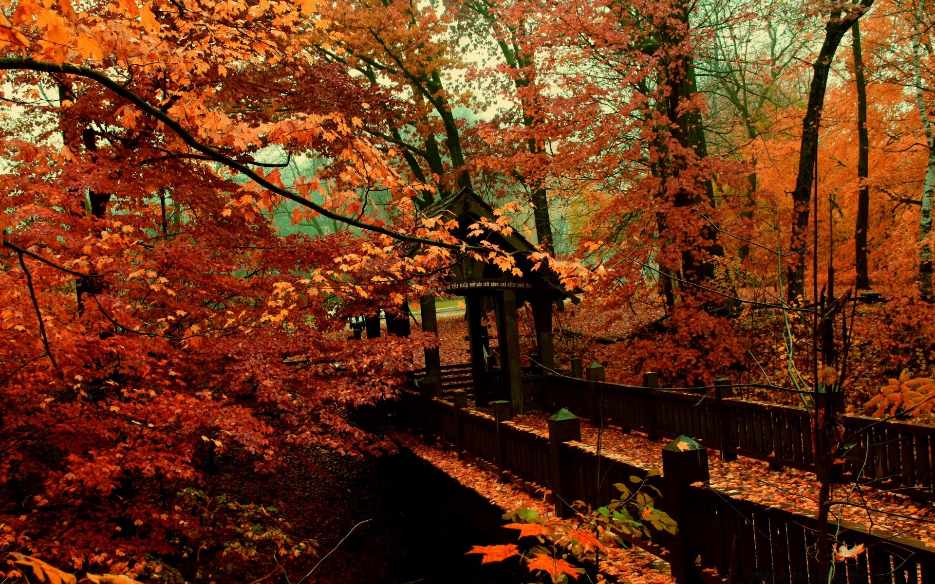 outono outono folha árvore madeira bordo ao ar livre natureza paisagem parque cênica temporada