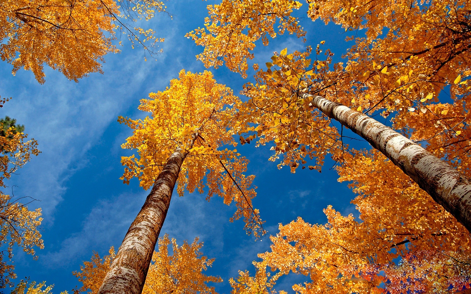 automne automne feuille arbre bois érable saison nature or branche couleur parc paysage à l extérieur lumineux changement flore beau temps environnement