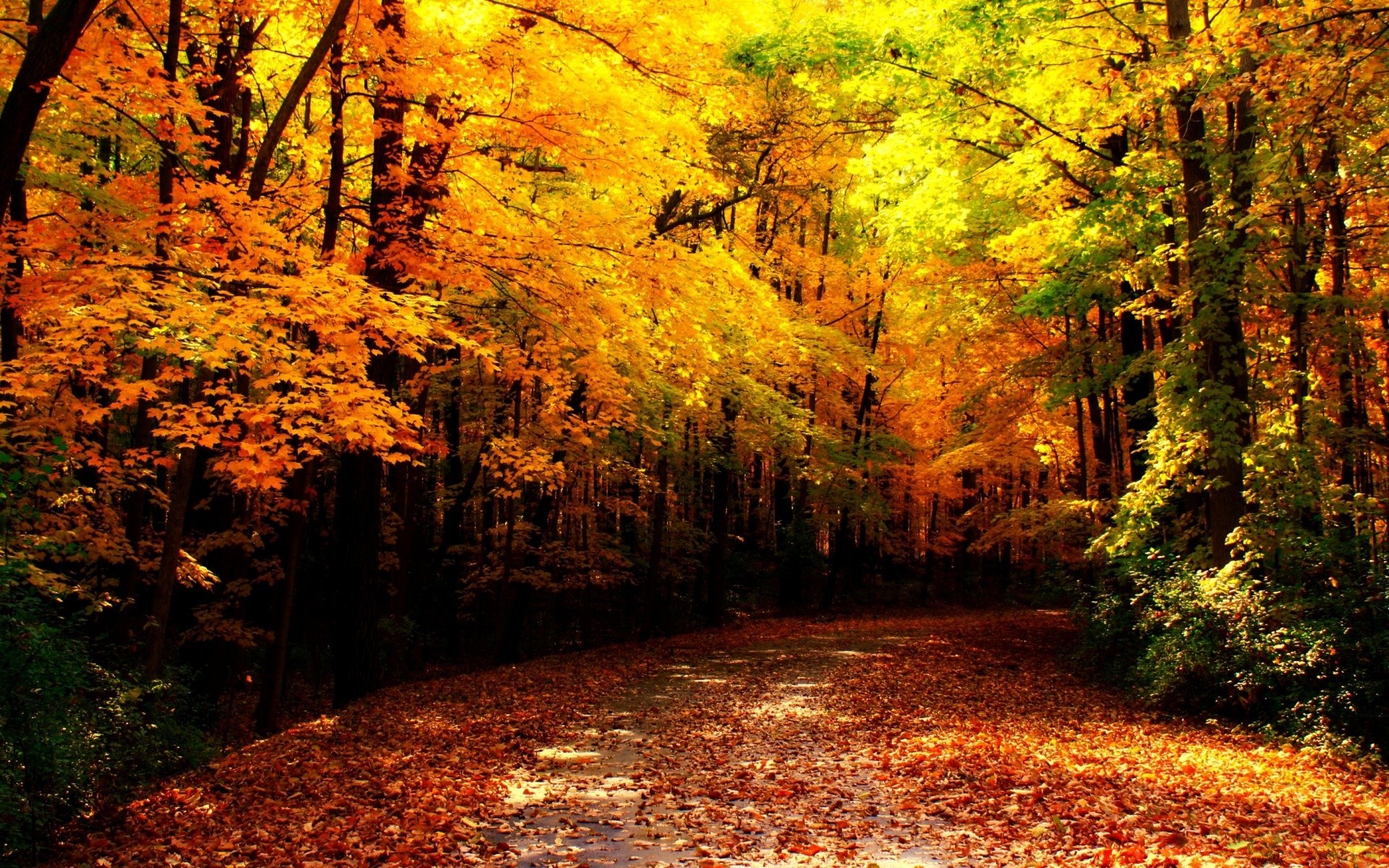 autunno autunno foglia albero legno paesaggio parco natura all aperto acero scenic stagione oro ambiente paesaggio bel tempo lussureggiante