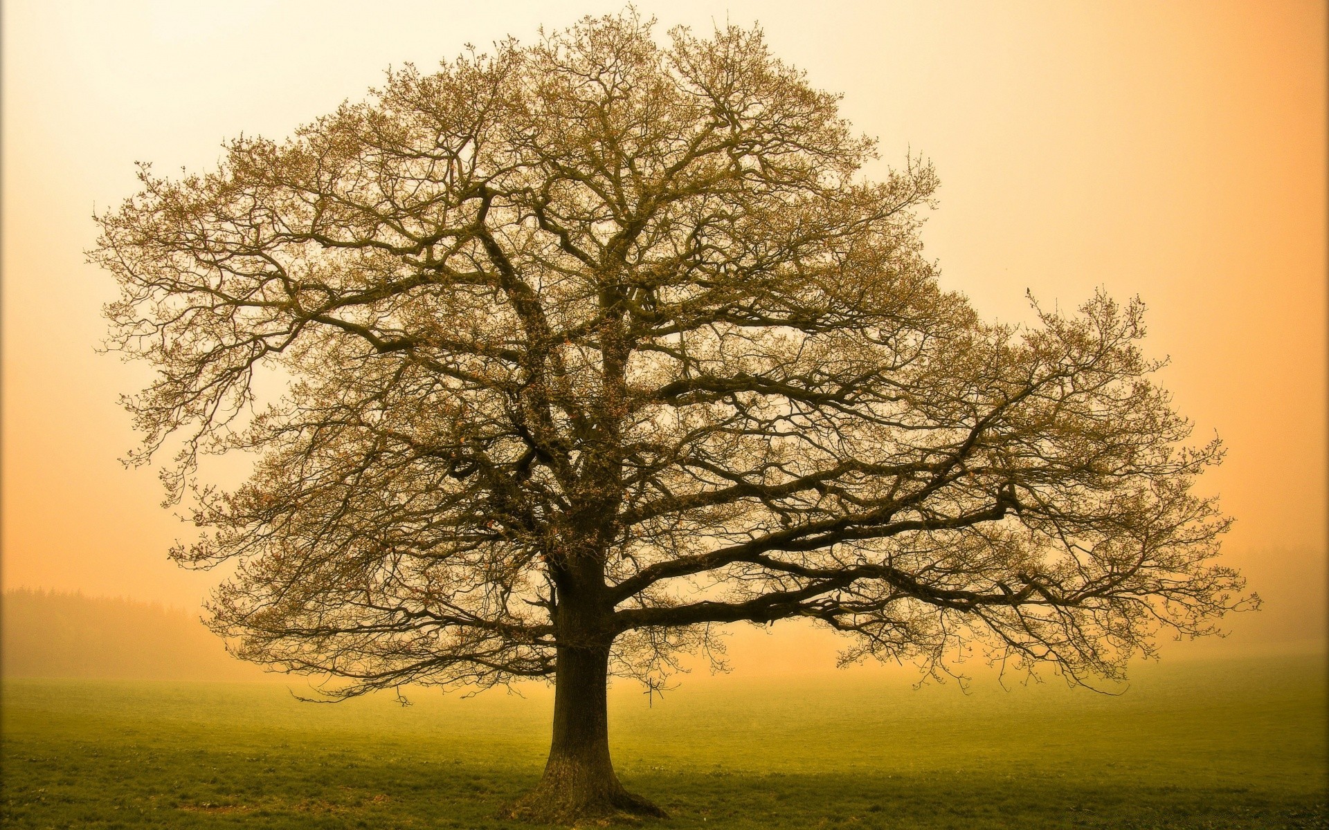 automne arbre paysage aube nature soleil bois campagne un beau temps rural automne coucher de soleil brouillard chêne branche ciel brouillard scénique feuille