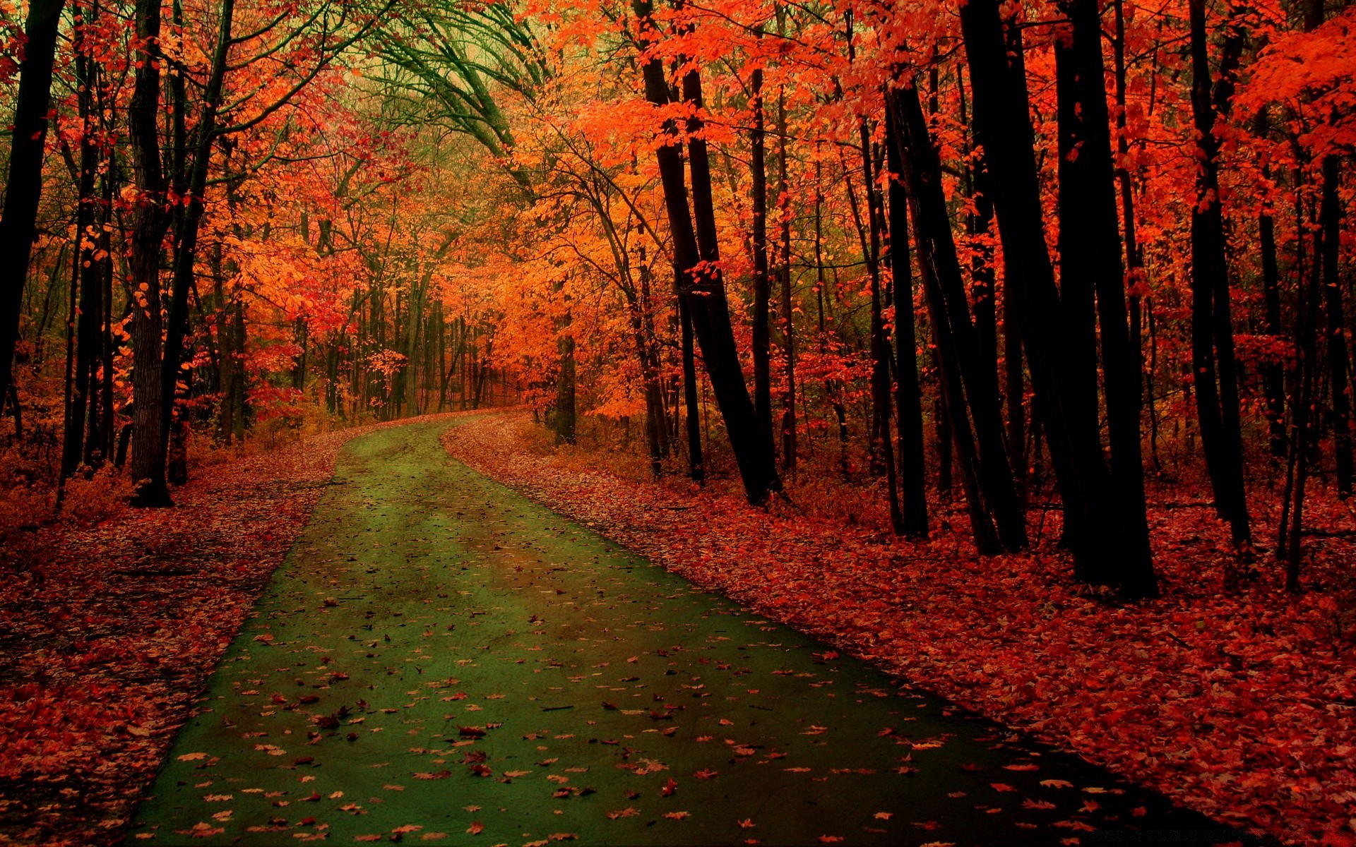 automne automne bois arbre feuille paysage parc nature route à l extérieur aube manuel