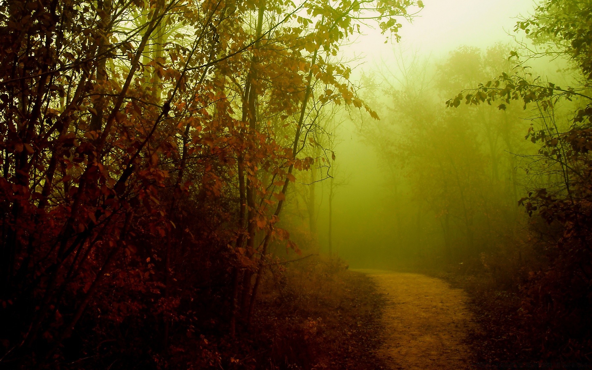 autunno nebbia nebbia albero legno autunno foglia natura alba paesaggio sole bel tempo illuminato luce ramo parco colore