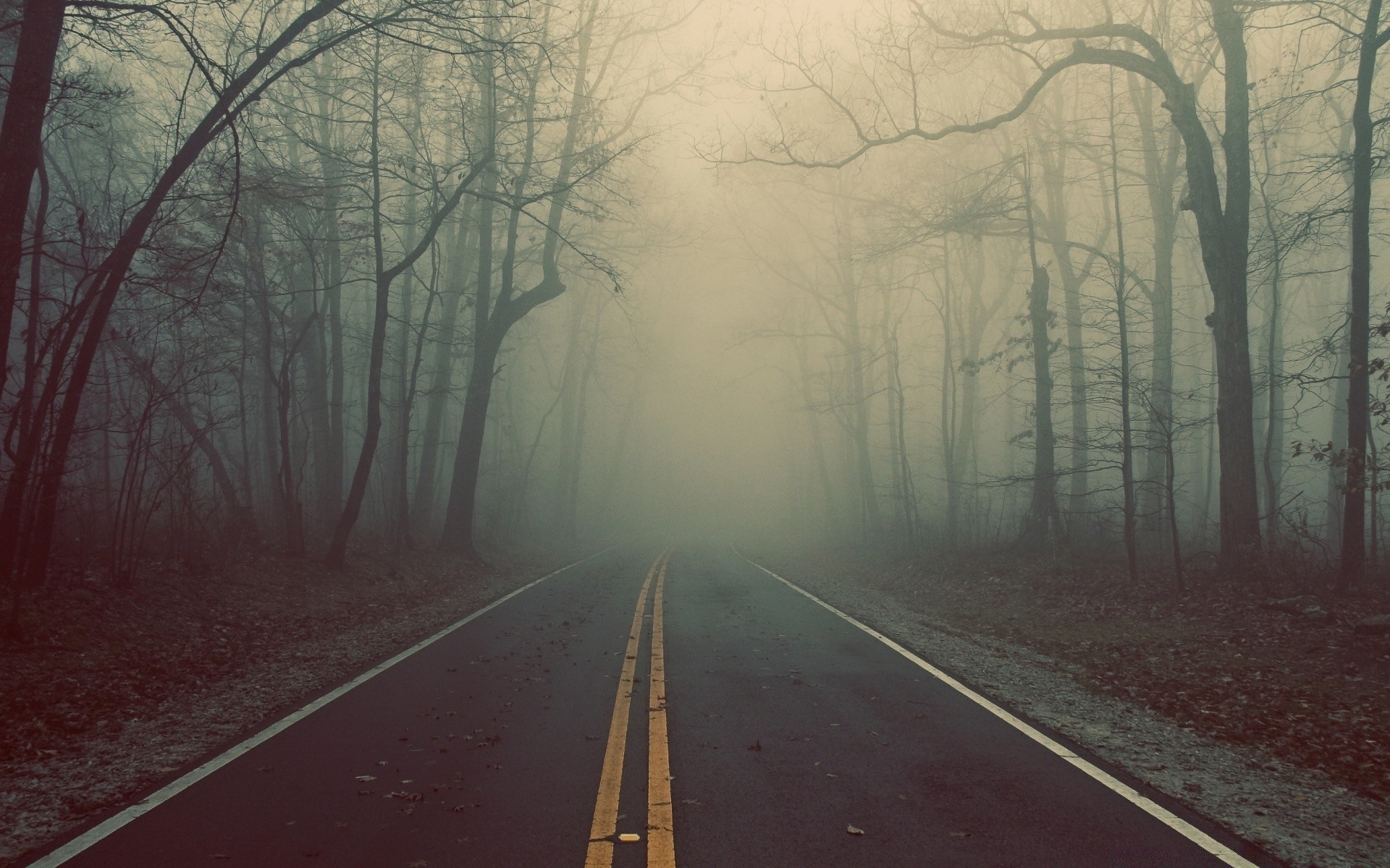 autumn road tree fog guidance landscape highway dawn transportation system street winter weather mist light wood fall