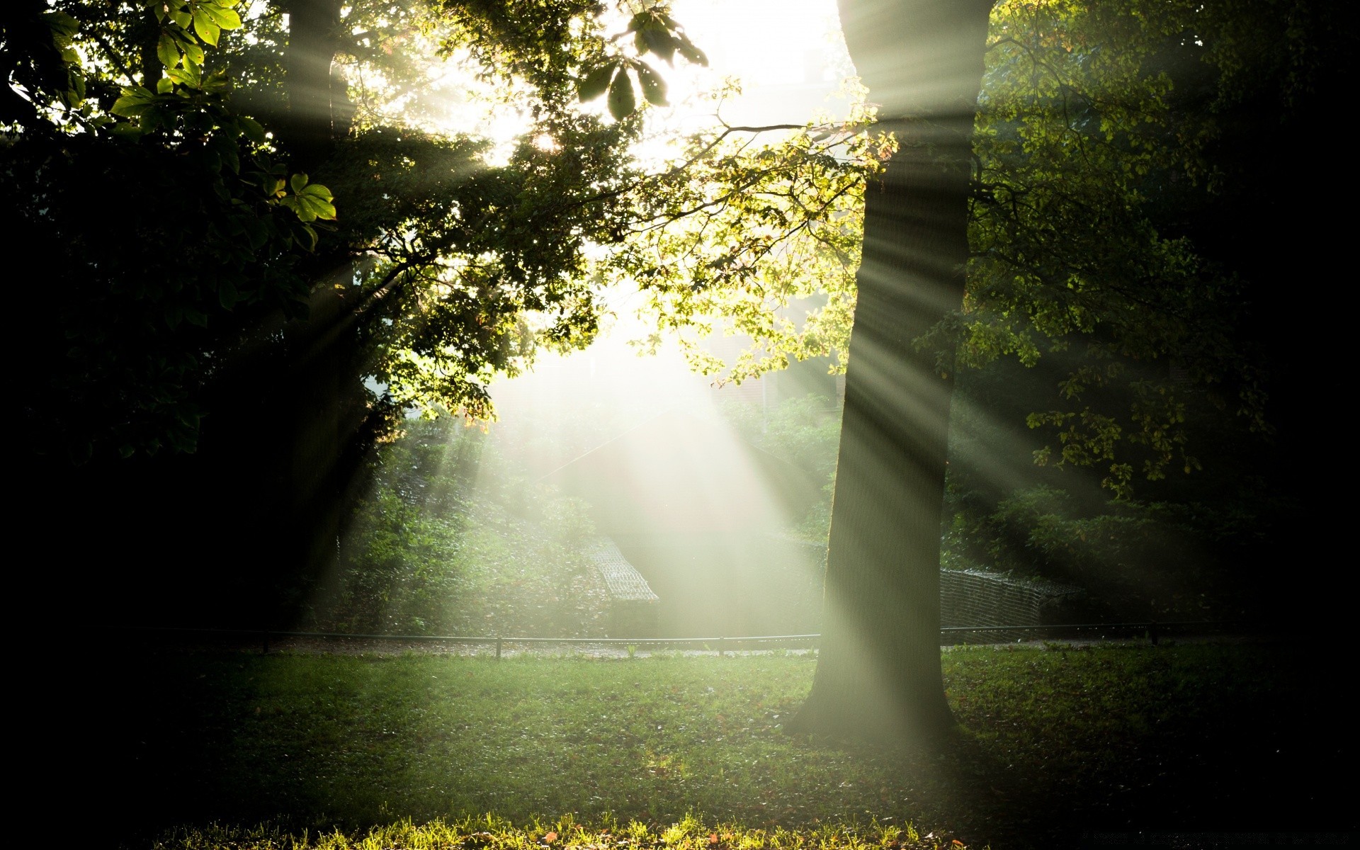 autumn nature fog landscape mist wood light leaf dawn fall sun park tree fair weather outdoors road guidance grass sunbeam