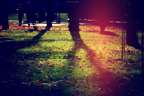 Abendliche Herbstlandschaft des Stadtparks