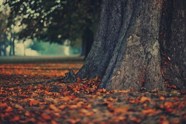 Follaje de otoño cerca del tronco del árbol