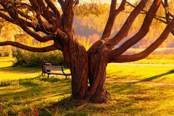 Banc de nature automnale et arbre ramifié