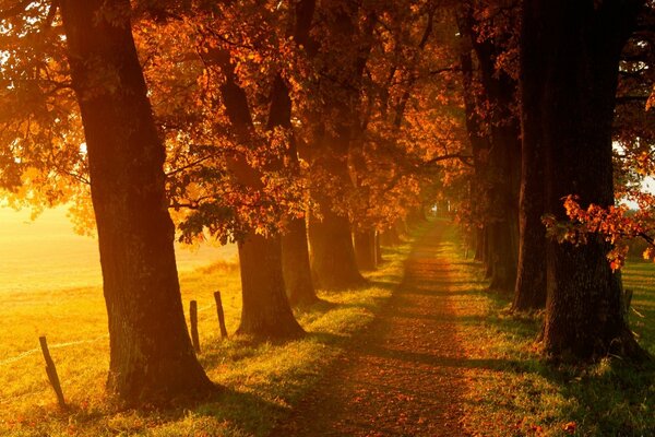 Sentier dans la forêt d automne