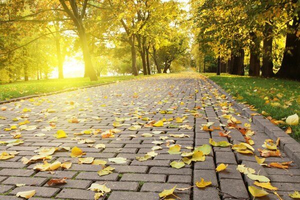 Eine Allee mit Herbstlaub und hell leuchtender Sonne