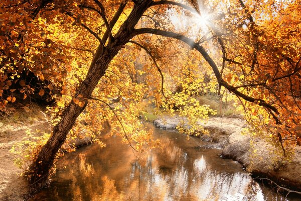 La lumière coule à travers le feuillage jaune, l automne est venu