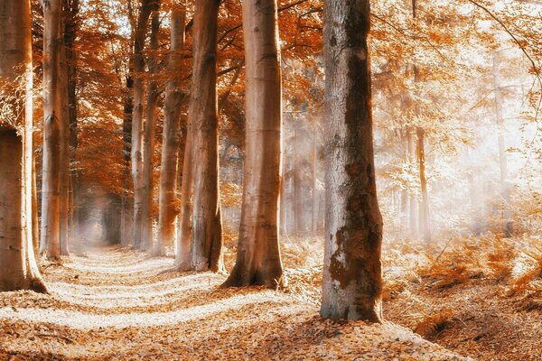 Hermoso amanecer de otoño en el bosque