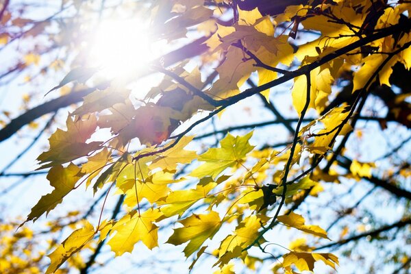 Ein Sonnenstrahl bricht durch das Herbstlaub