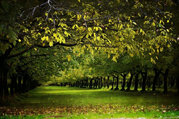 Natura della foresta. Le corone pelose pendono sul sentiero