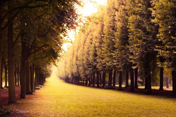 Landscape of an autumn alley with trees