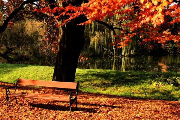 A bench in the autumn park under a tree